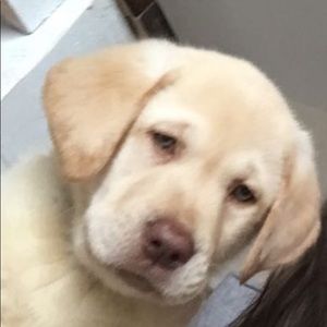 Meet your Posher, Allison